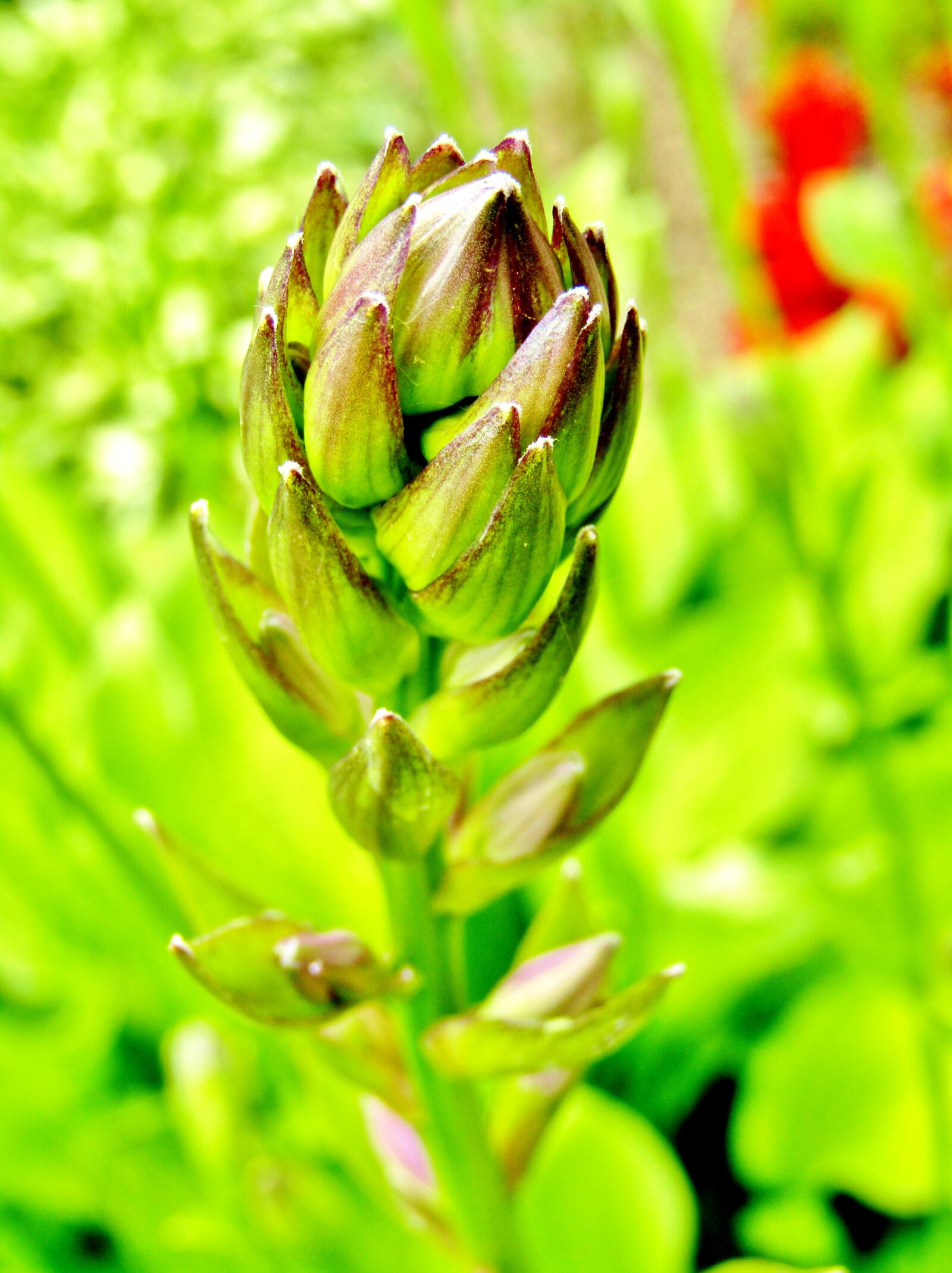 Canon POWERSHOT SX432 IS sample photo. Bud, flower purple, green photography