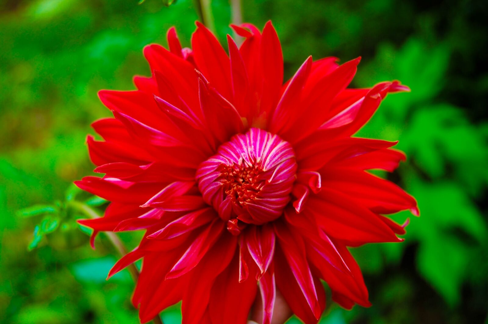 Nikon D40 sample photo. Flower, nature, sri lanka photography