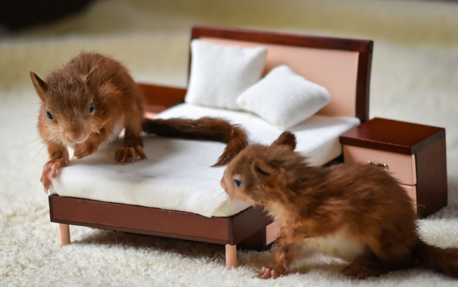 Nikon D7200 sample photo. Squirrel, babies, play photography