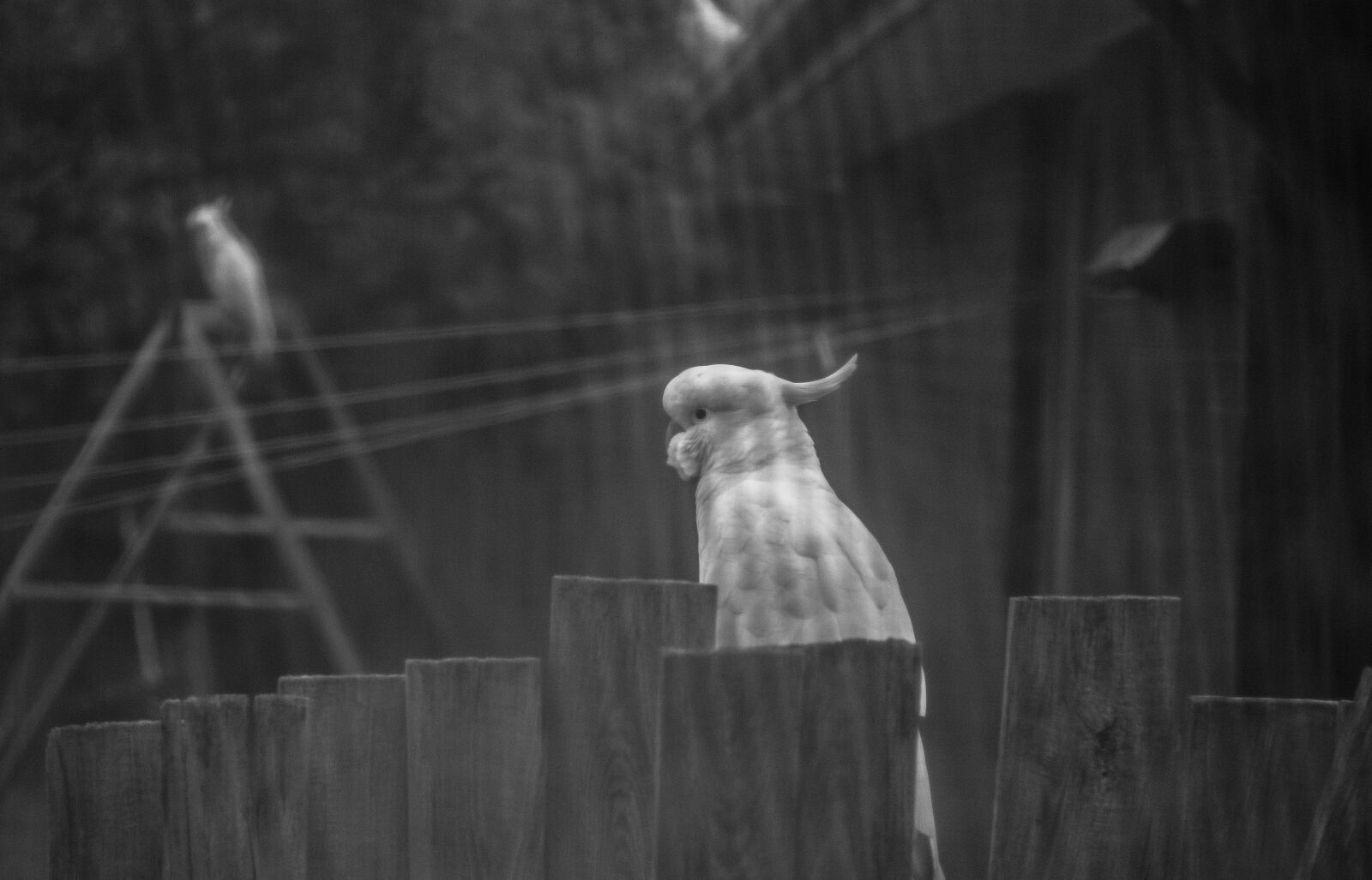 Fujifilm X-T2 sample photo. Parrot, window, mystical photography