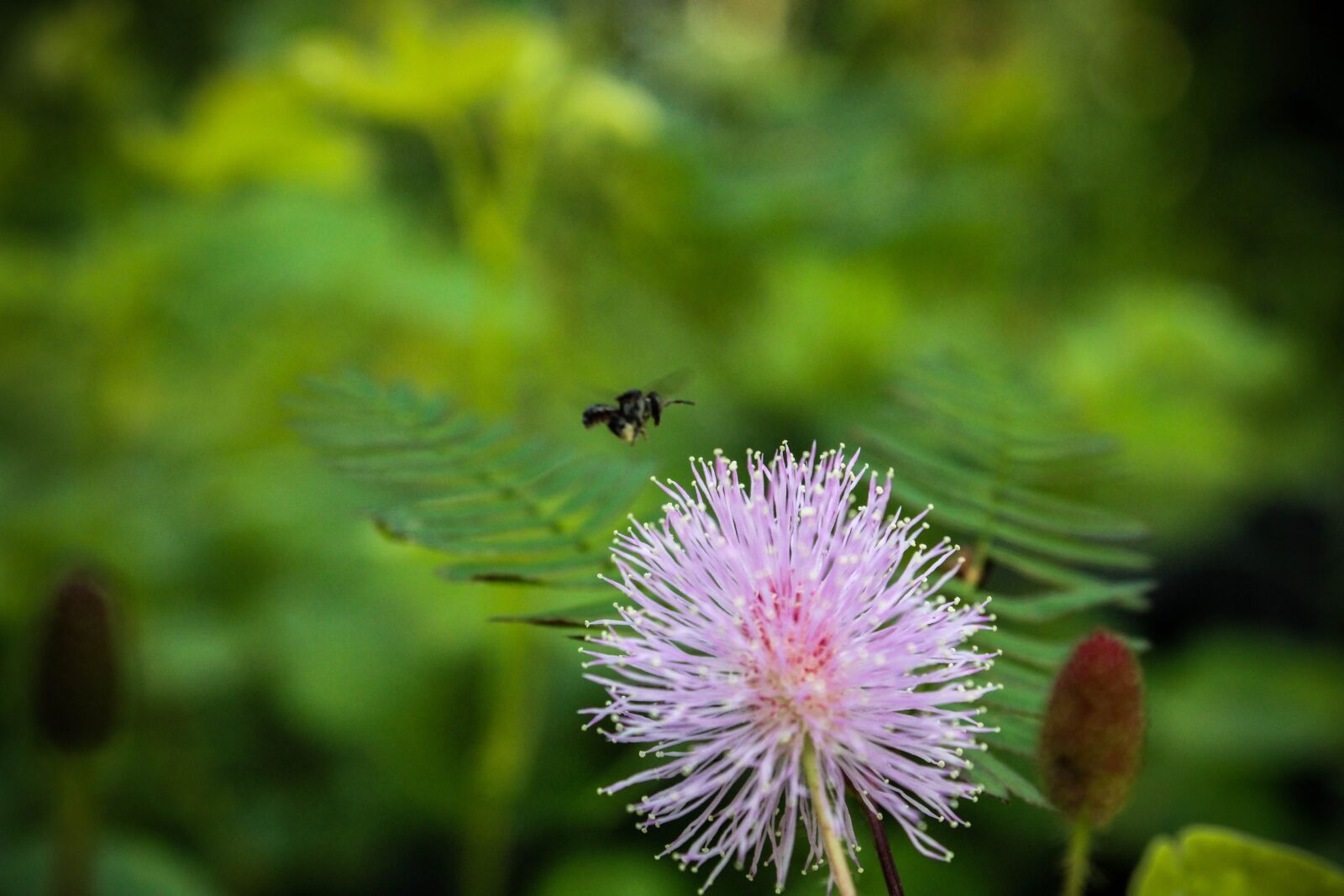Canon EOS 2000D (EOS Rebel T7 / EOS Kiss X90 / EOS 1500D) sample photo. Bee, green, plant photography