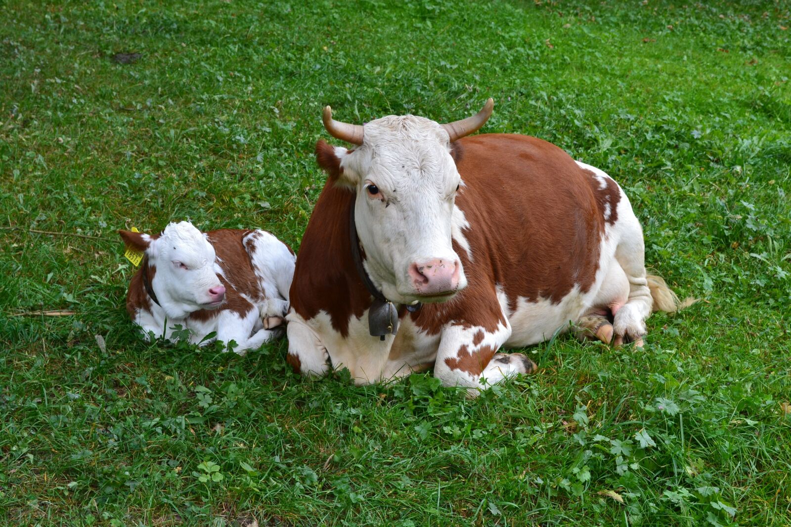 Nikon D3100 sample photo. Cow, calf, agriculture photography