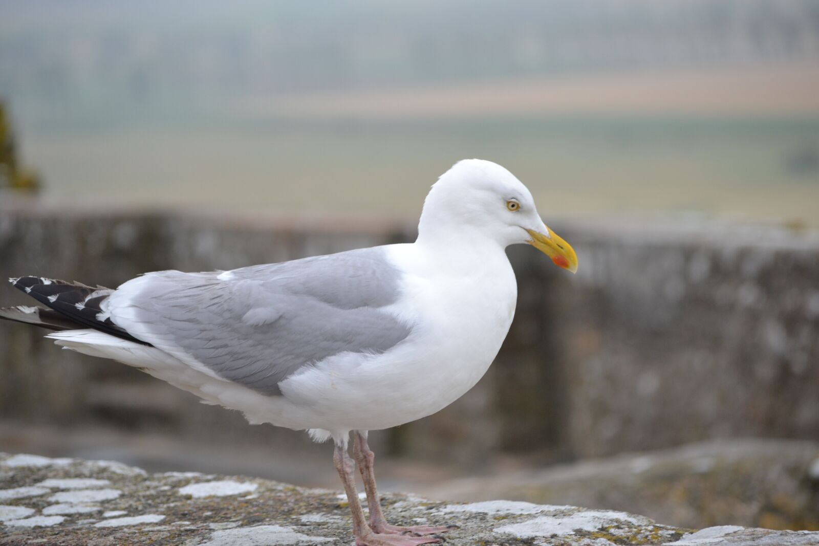 Nikon D3100 sample photo. Seagull, ave, animals photography