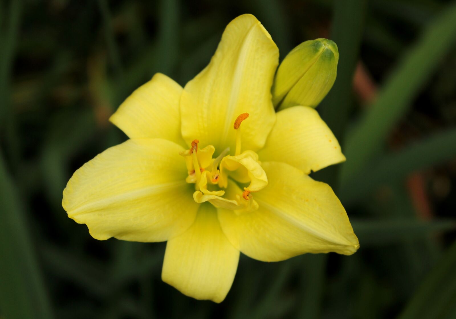Canon EOS 600D (Rebel EOS T3i / EOS Kiss X5) sample photo. Hemerocallis, daylily, yellow photography