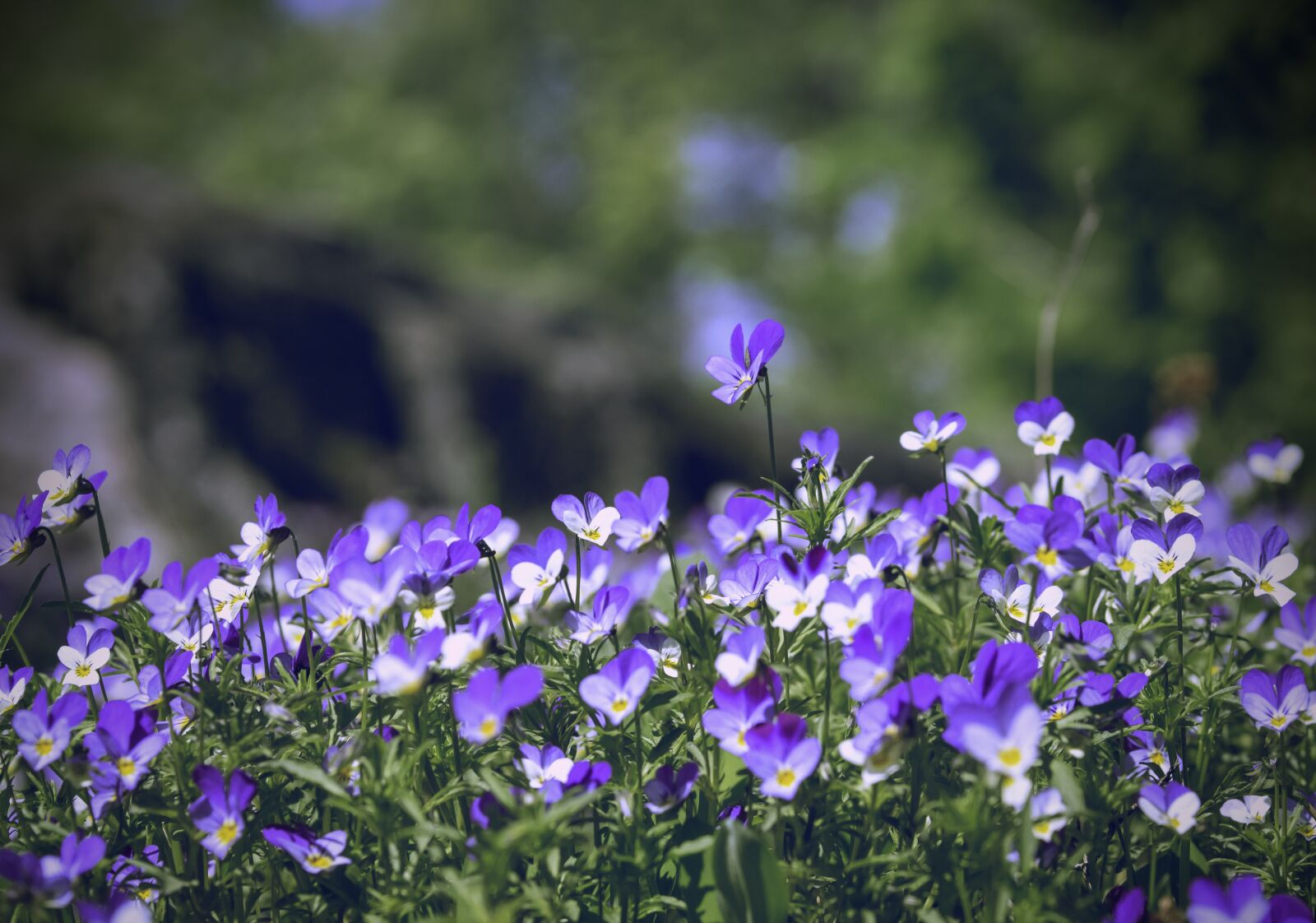 Olympus OM-D E-M10 II + Sigma 60mm F2.8 DN Art sample photo. Wild pansy, wild pansies photography