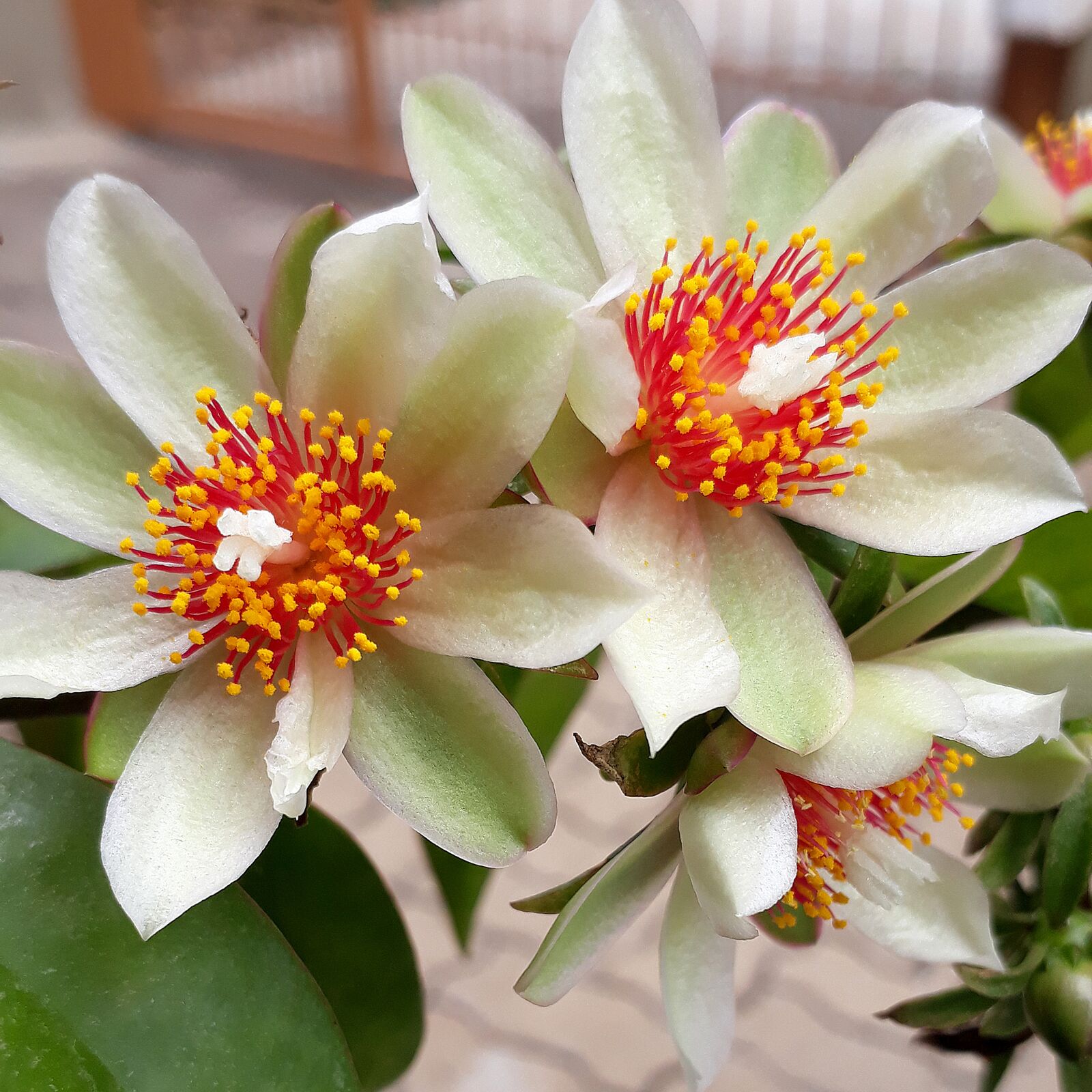 Samsung Galaxy J5 Prime sample photo. Flower, white, flowers photography