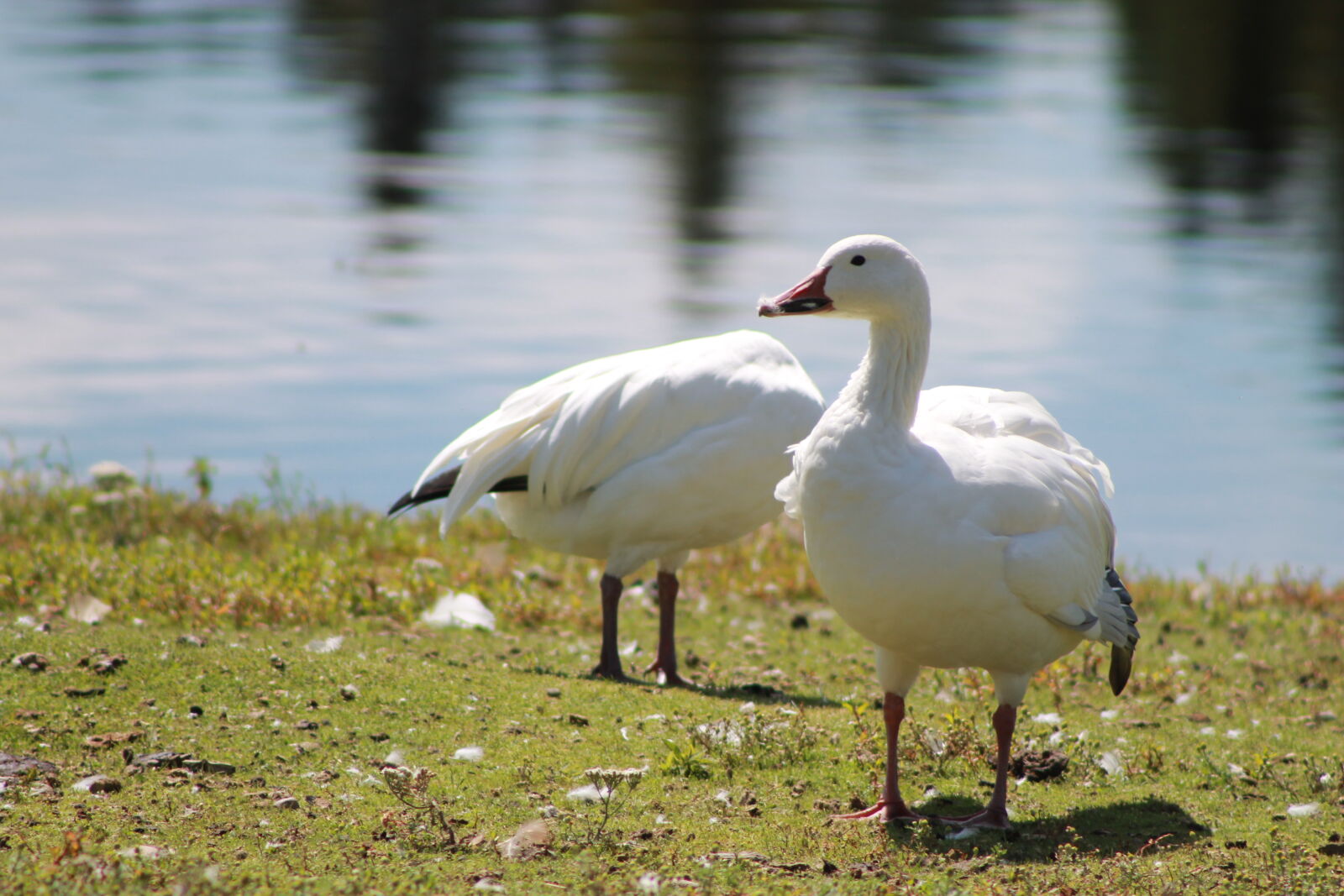Canon EOS 1100D (EOS Rebel T3 / EOS Kiss X50) sample photo. Bird, duck photography