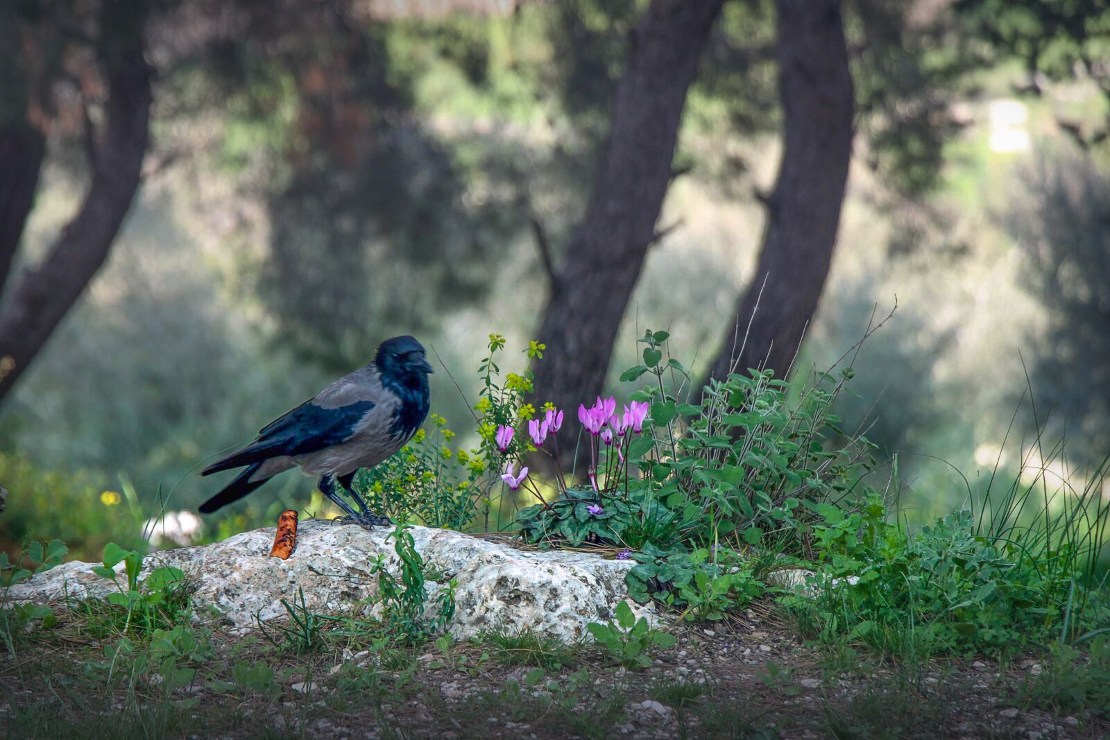 Canon EOS 500D (EOS Rebel T1i / EOS Kiss X3) sample photo. Israel, cyclamen, spring photography