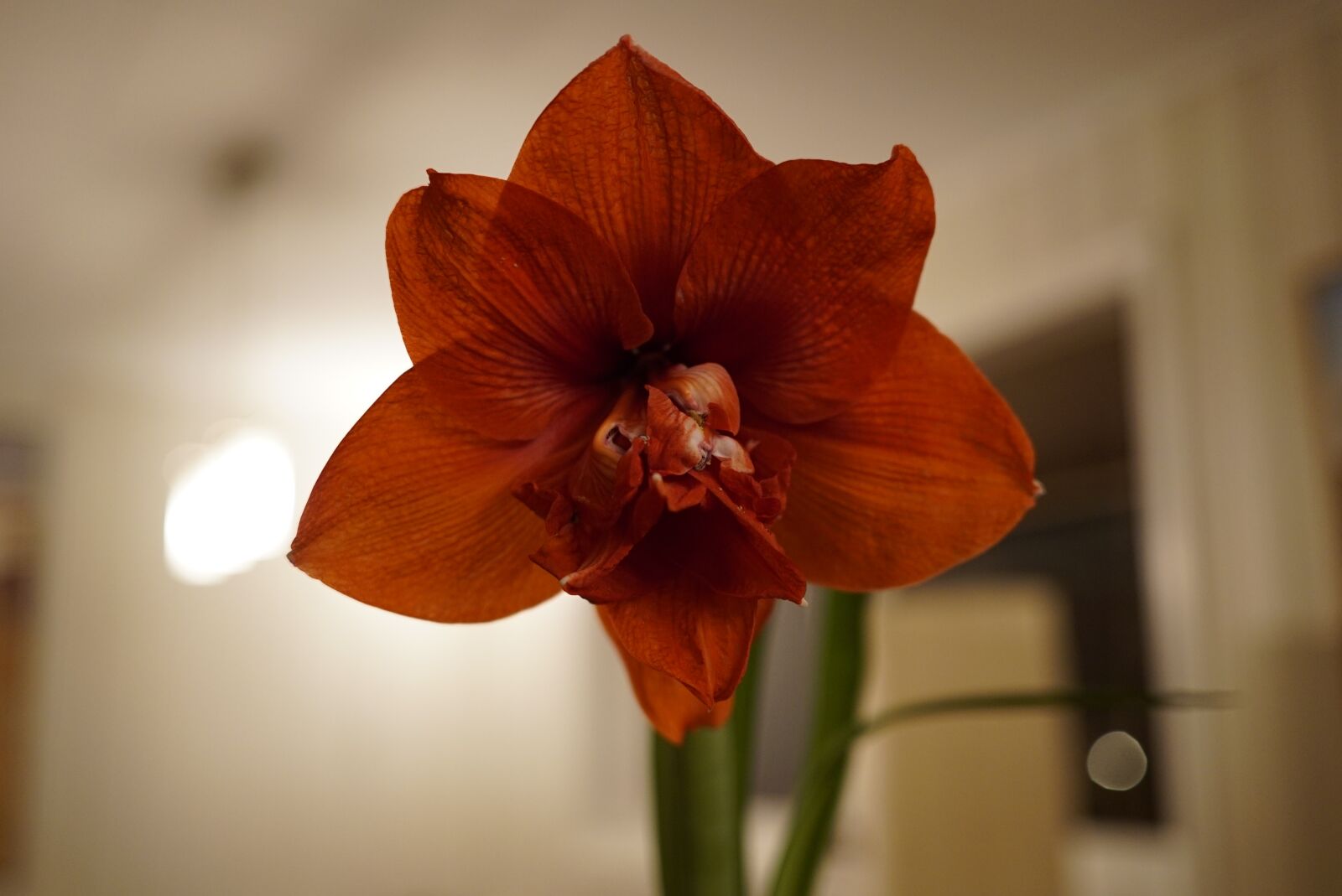 E 35mm F2 sample photo. Red flower, flower, focus photography