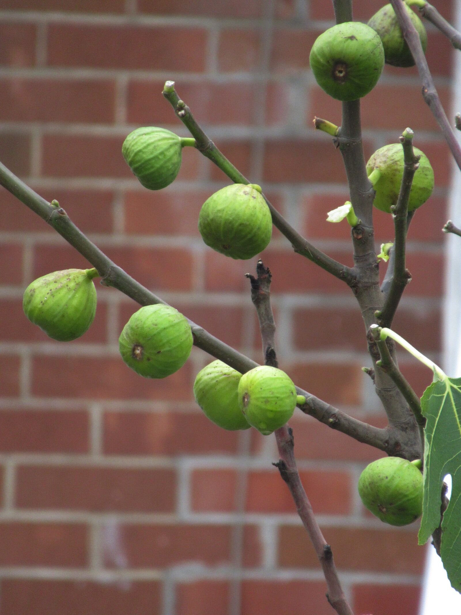 Canon PowerShot SX620 HS sample photo. Fruit, figs, sweet photography