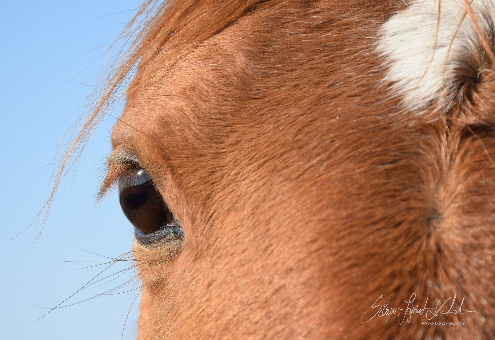 Nikon D3300 sample photo. Ló, szem, barna photography