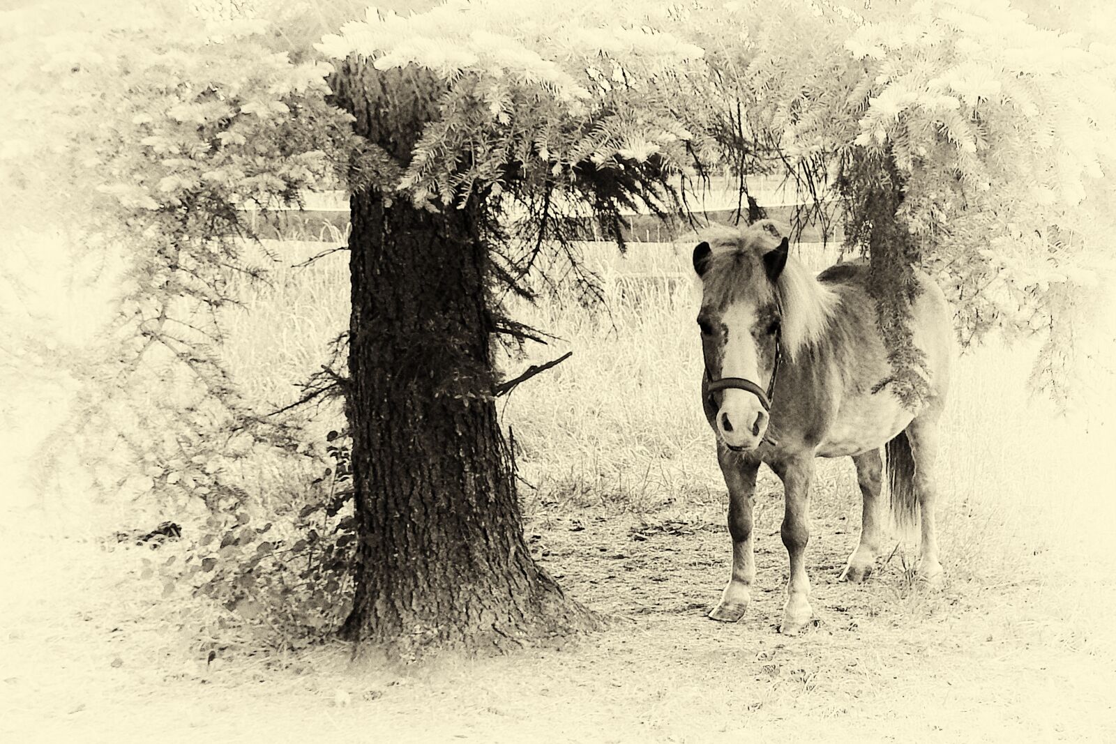 Fujifilm FinePix SL1000 sample photo. Pony, horse, black and photography