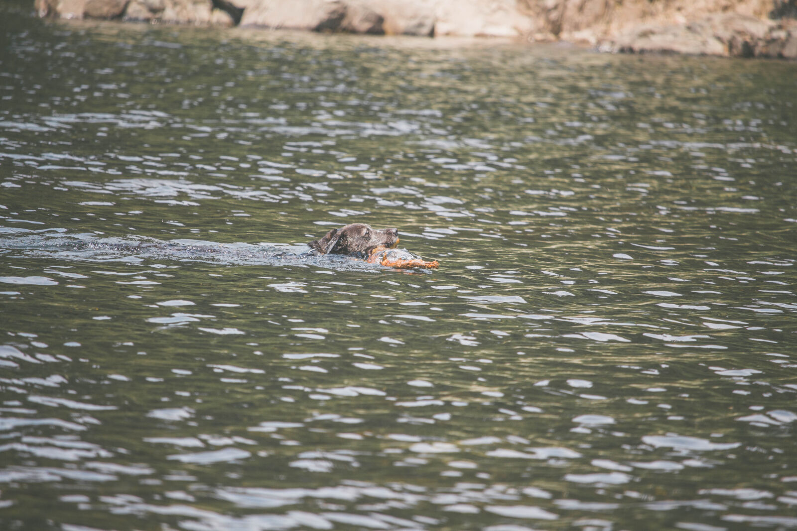 Canon EOS 700D (EOS Rebel T5i / EOS Kiss X7i) + Canon EF-S 55-250mm F4-5.6 IS STM sample photo. Dog, lake, water photography