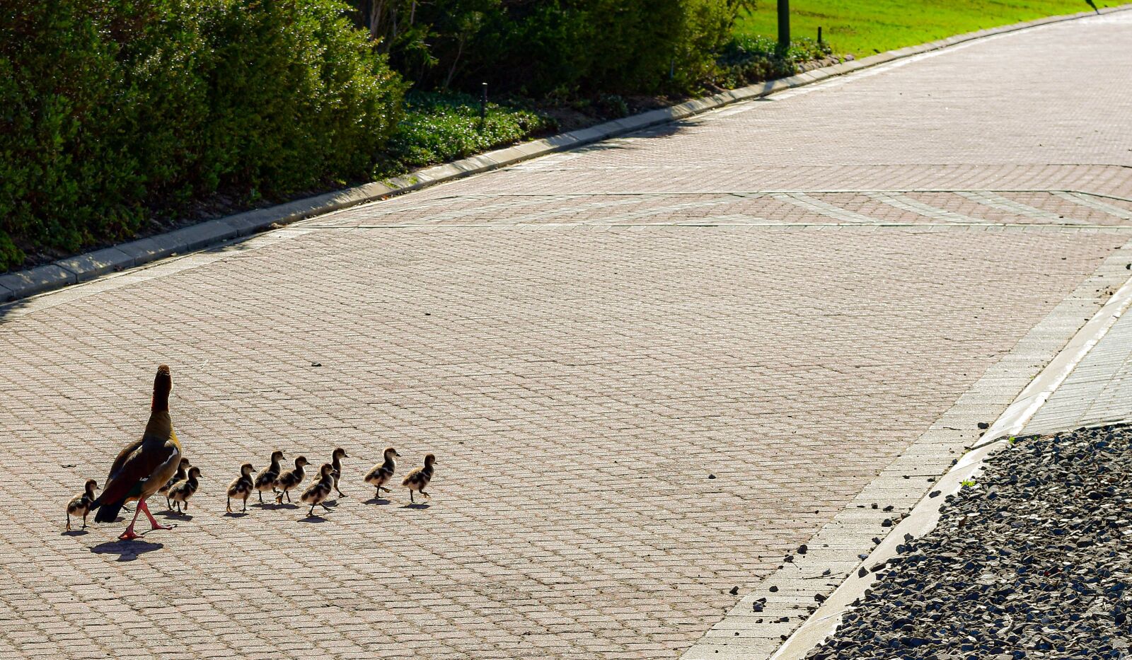 Nikon D5500 sample photo. Egyptian goose, goslings, family photography