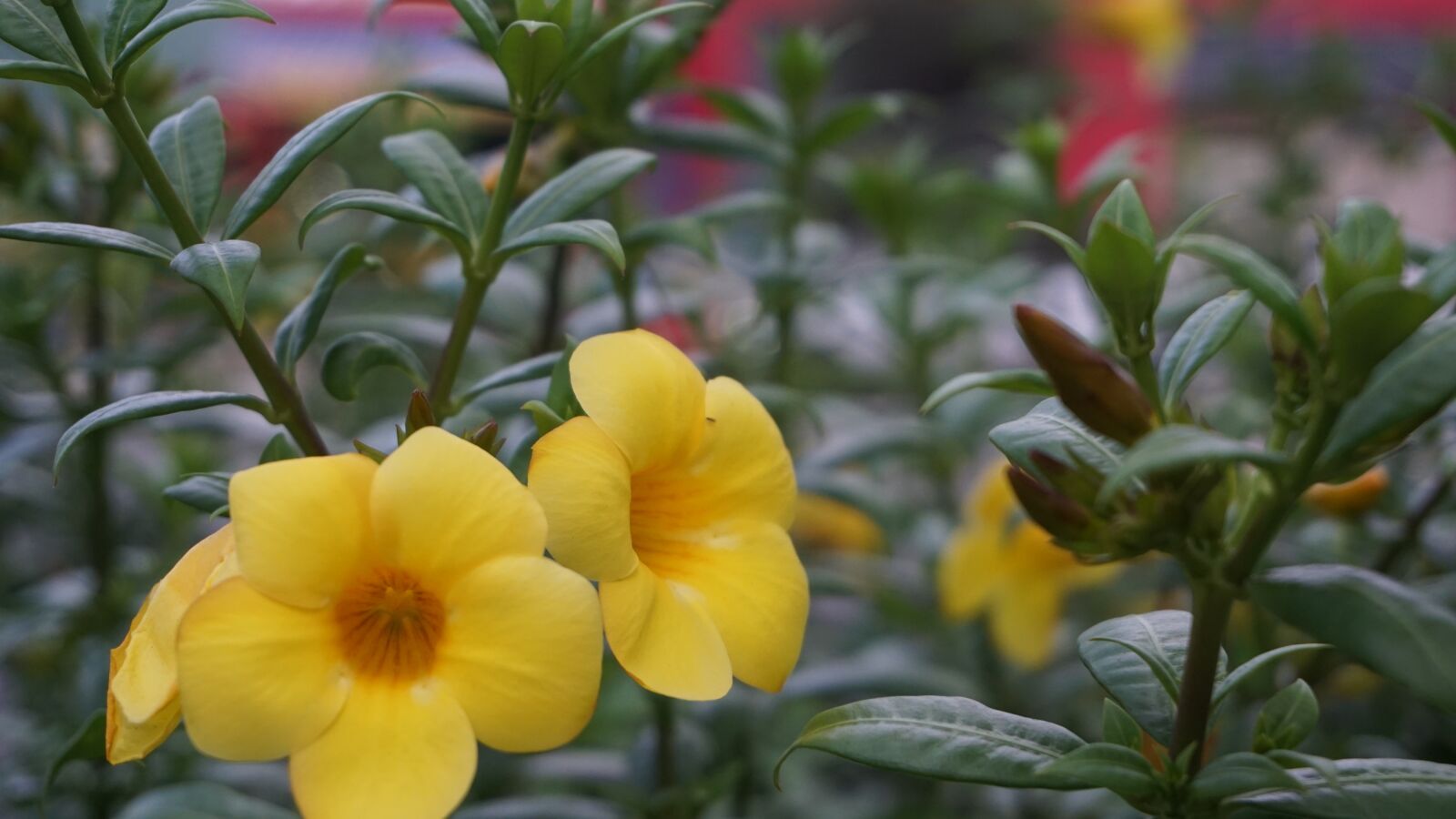 Sony a6000 sample photo. Flower, yellow flower, bloom photography