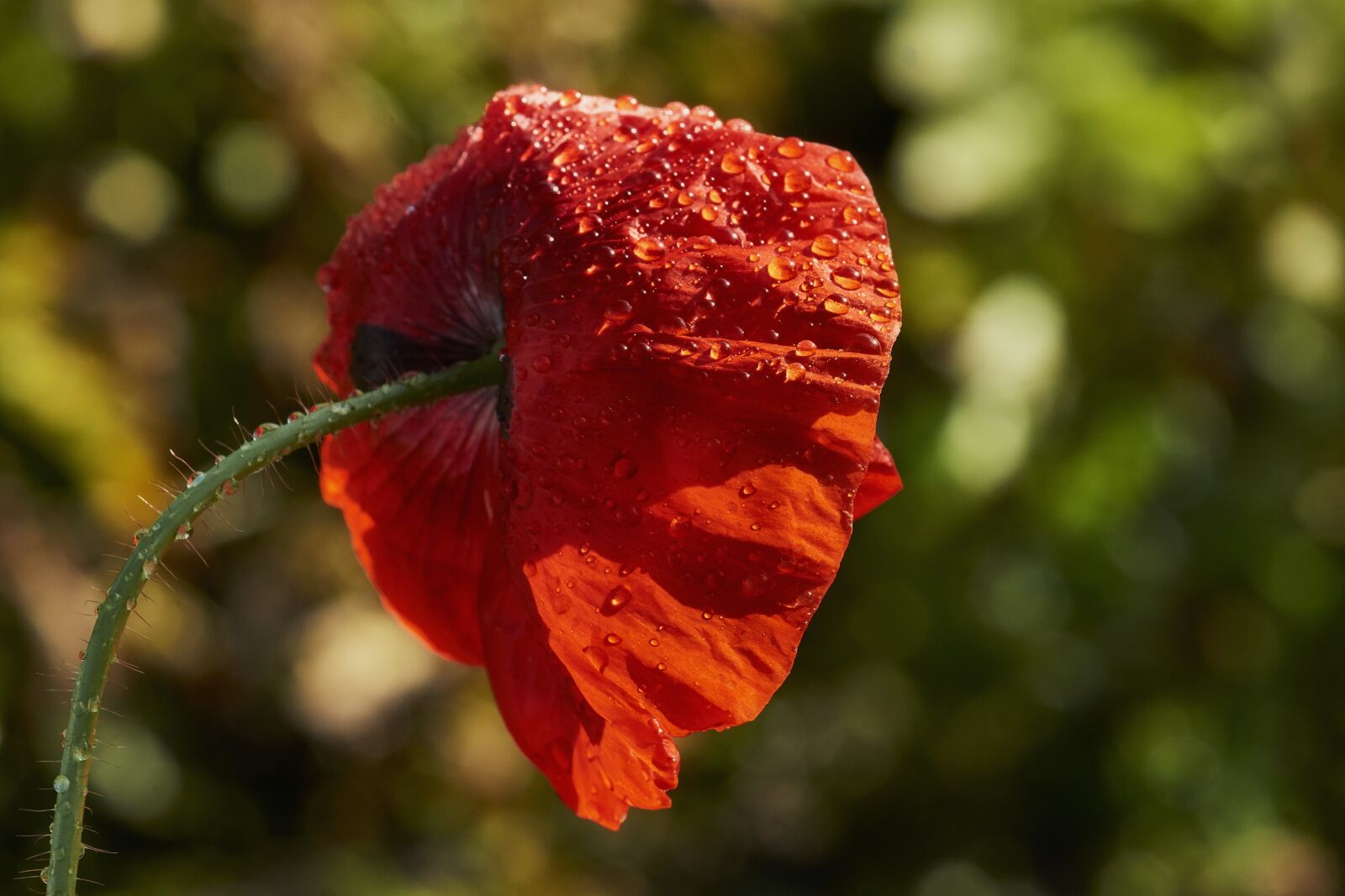 Minolta AF 100mm F2.8 Macro [New] sample photo. Nature, flower, plant photography