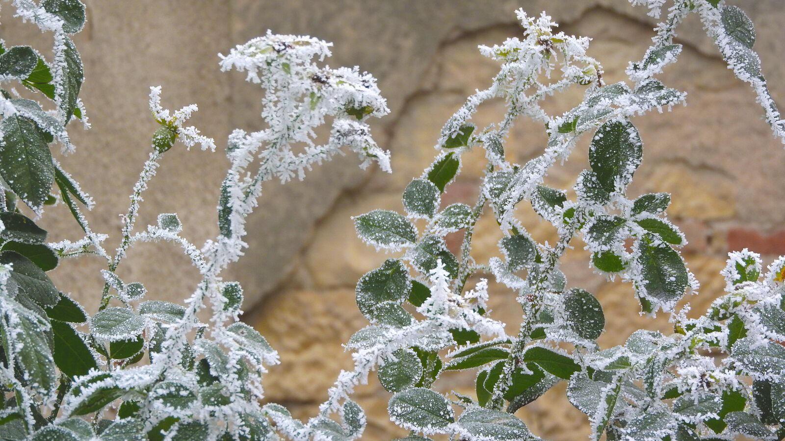 Nikon Coolpix P610 sample photo. Ice crystals, rime, foliage photography
