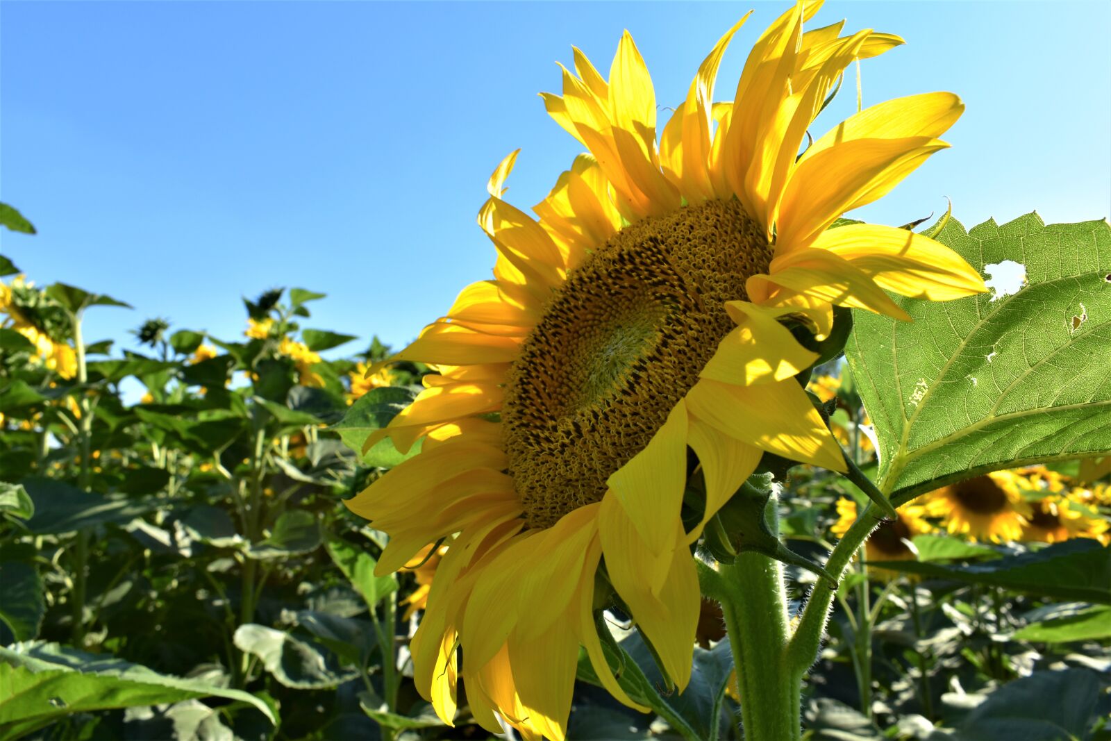 Nikon D3400 sample photo. Sunflower, summer, bloom photography