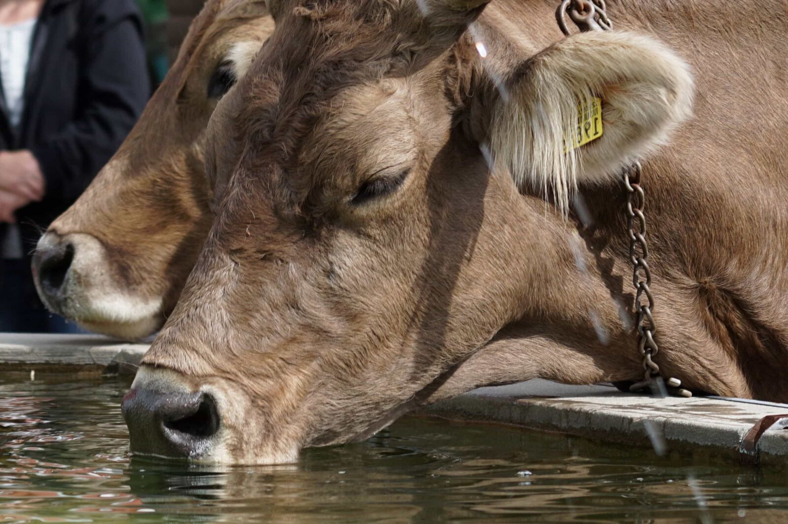 Sony ILCA-77M2 sample photo. Agriculture,livestock, cattle, nature, cow photography