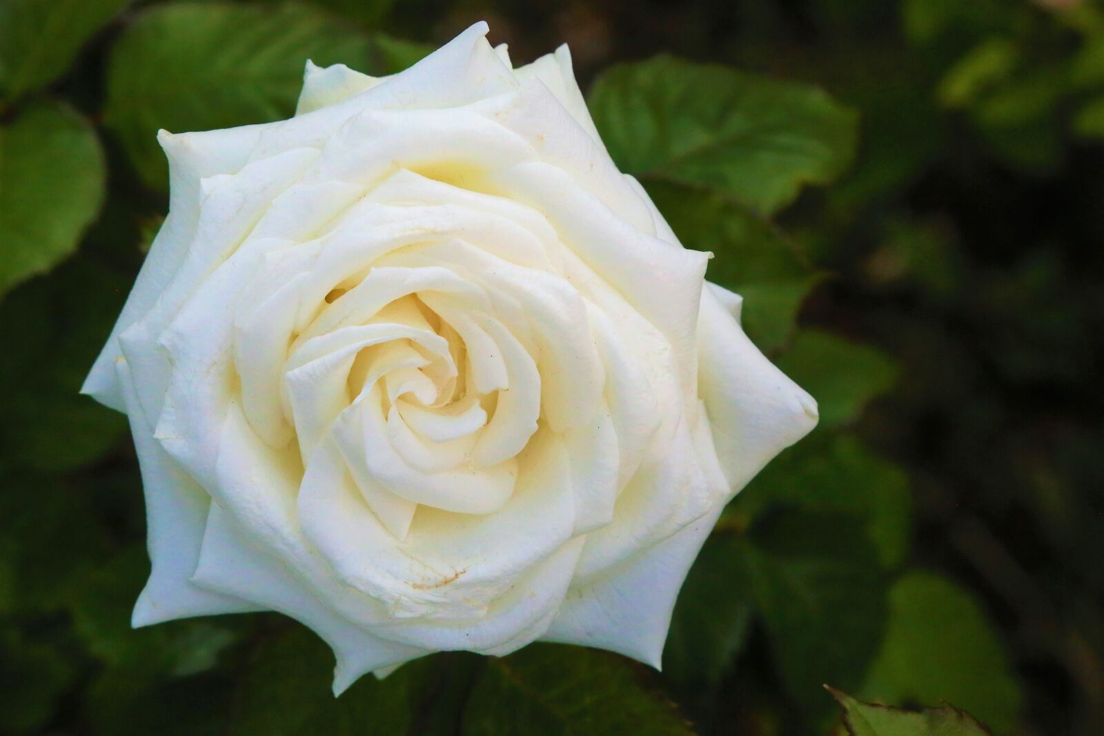 Canon EF 24-105mm F4L IS USM sample photo. Rose, spring, white photography