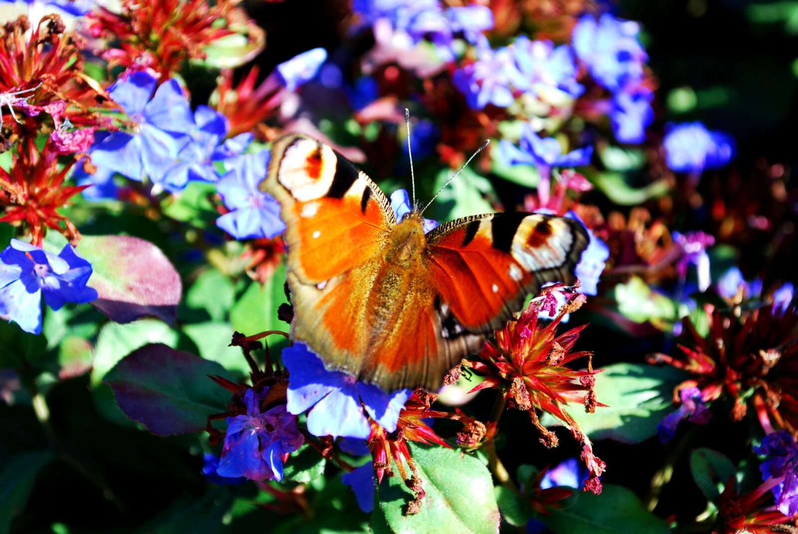 Nikon D80 sample photo. Peacock butterfly, flowers visit photography
