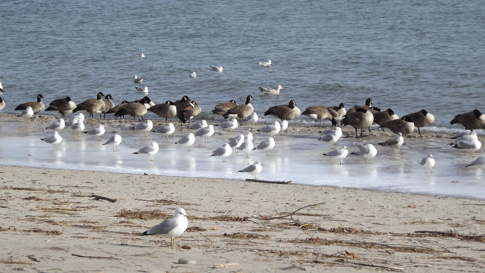 Fujifilm FinePix S3400 sample photo. Birds, the seagulls, beach photography
