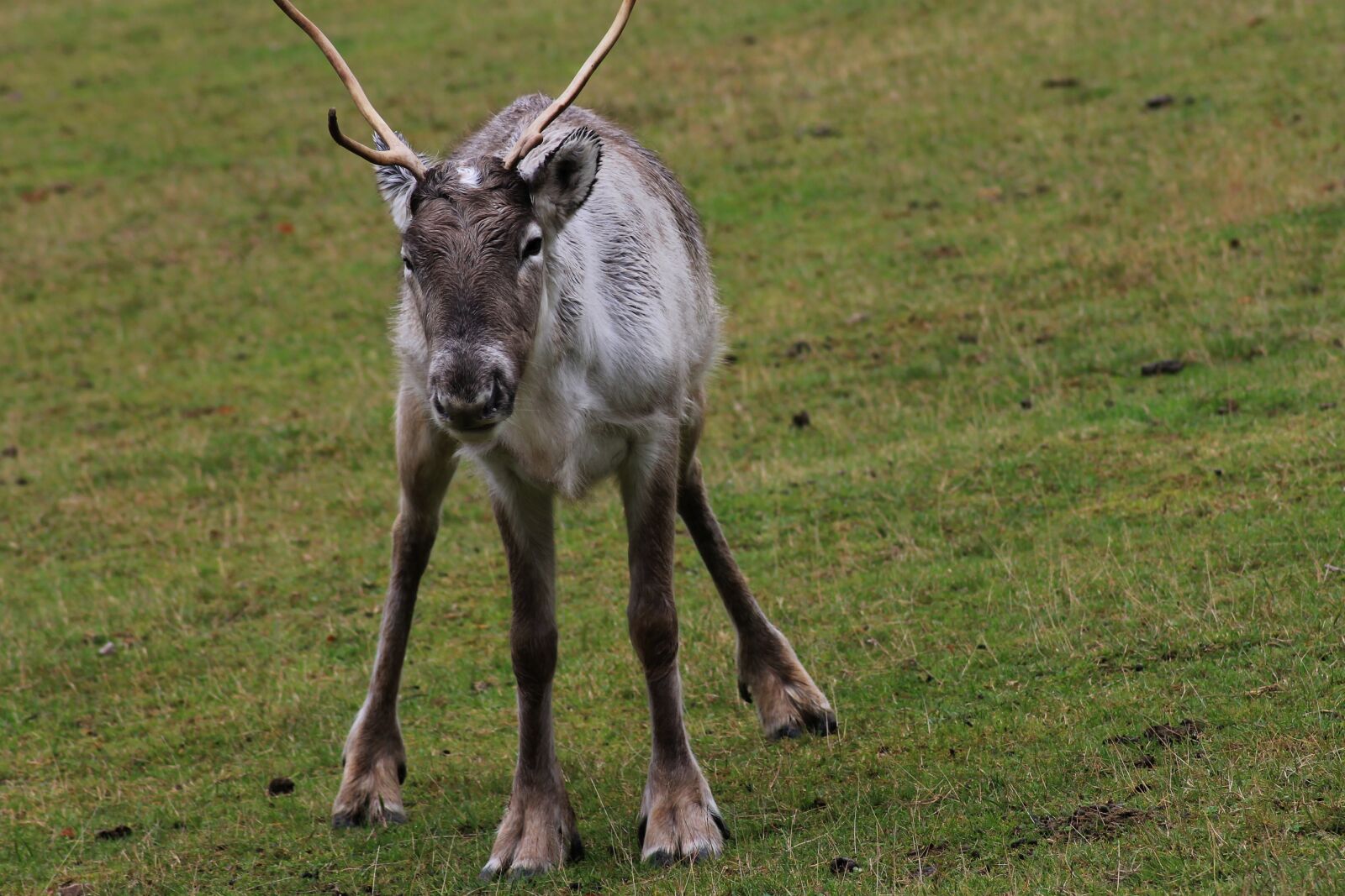 Canon EOS 1100D (EOS Rebel T3 / EOS Kiss X50) sample photo. Reindeer, wild, funny photography