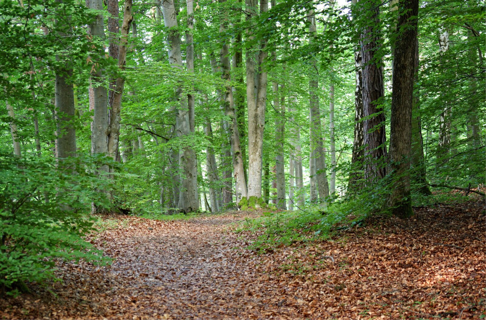 55.0-200.0mm f/4.0-f/5.6 sample photo. Forest, away, nature photography
