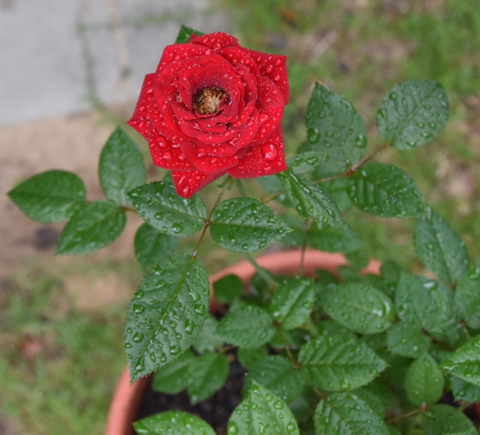 Nikon D5600 sample photo. Rose, flower, bloom photography
