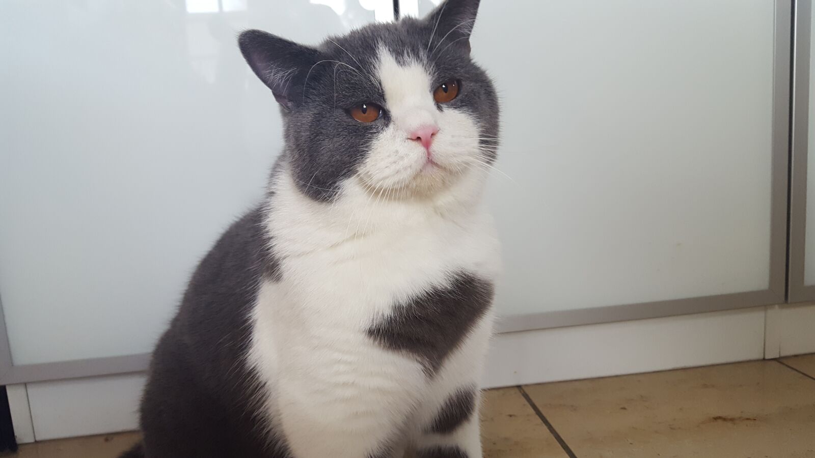 Samsung GALAXY S6 edge sample photo. Cat, pet photography