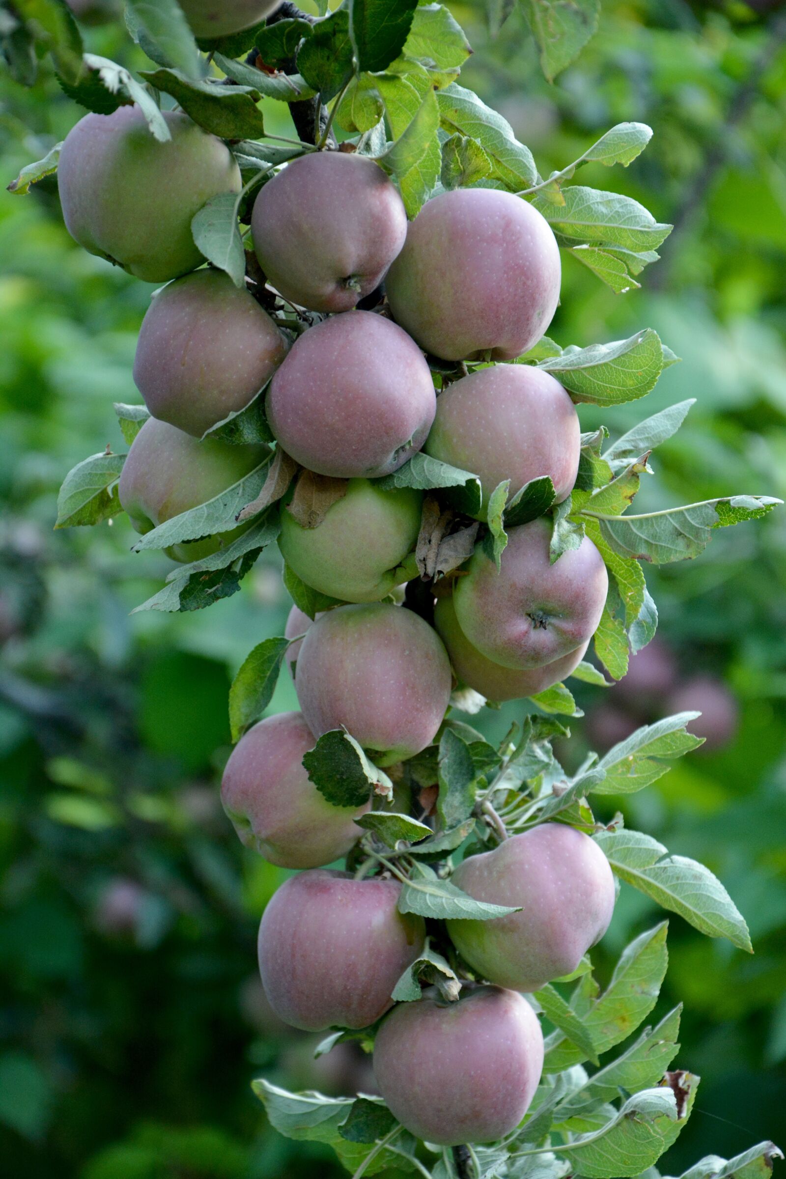 Nikon D7100 sample photo. Close-up, apple, red photography