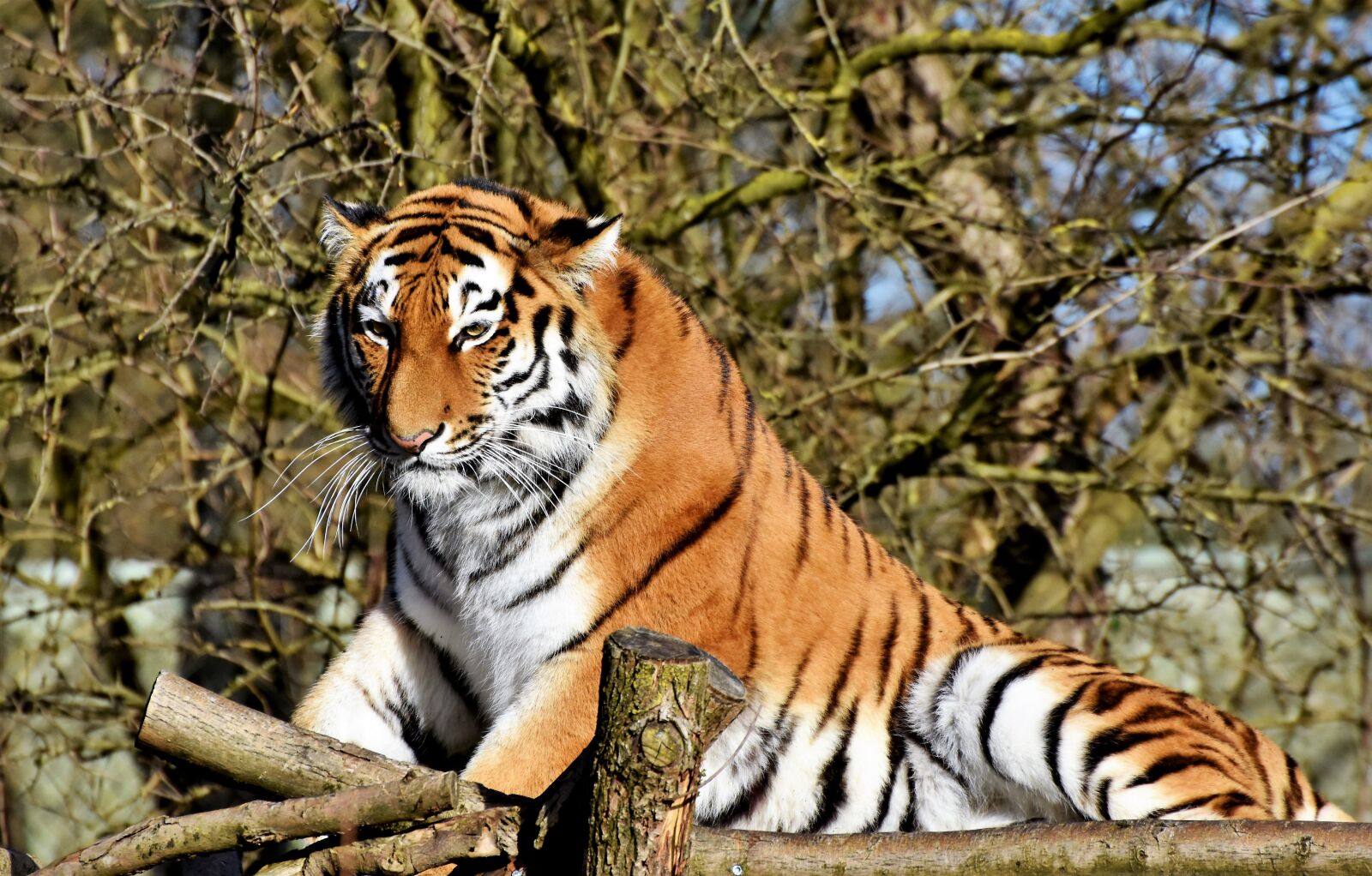 Nikon D7200 sample photo. Tiger, big cat, predator photography