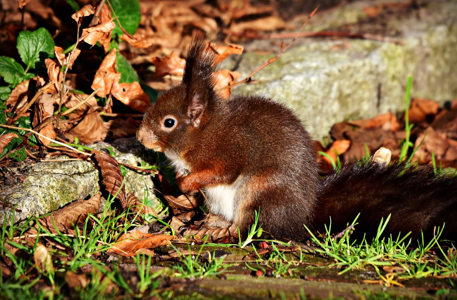 Nikon D750 sample photo. Squirrel, animal, mammal photography