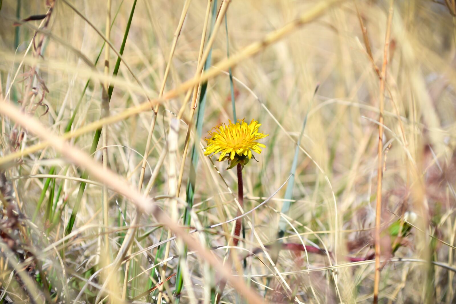 Nikon D3100 sample photo. Flower, colorado, yellow photography