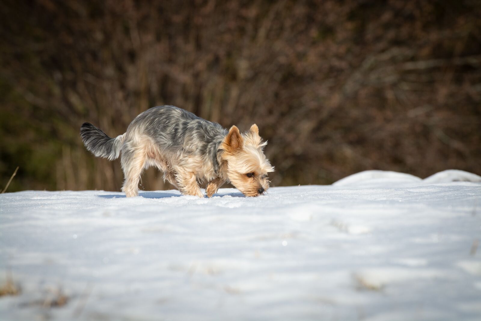 Nikon D7100 sample photo. Dog, winter, snow photography