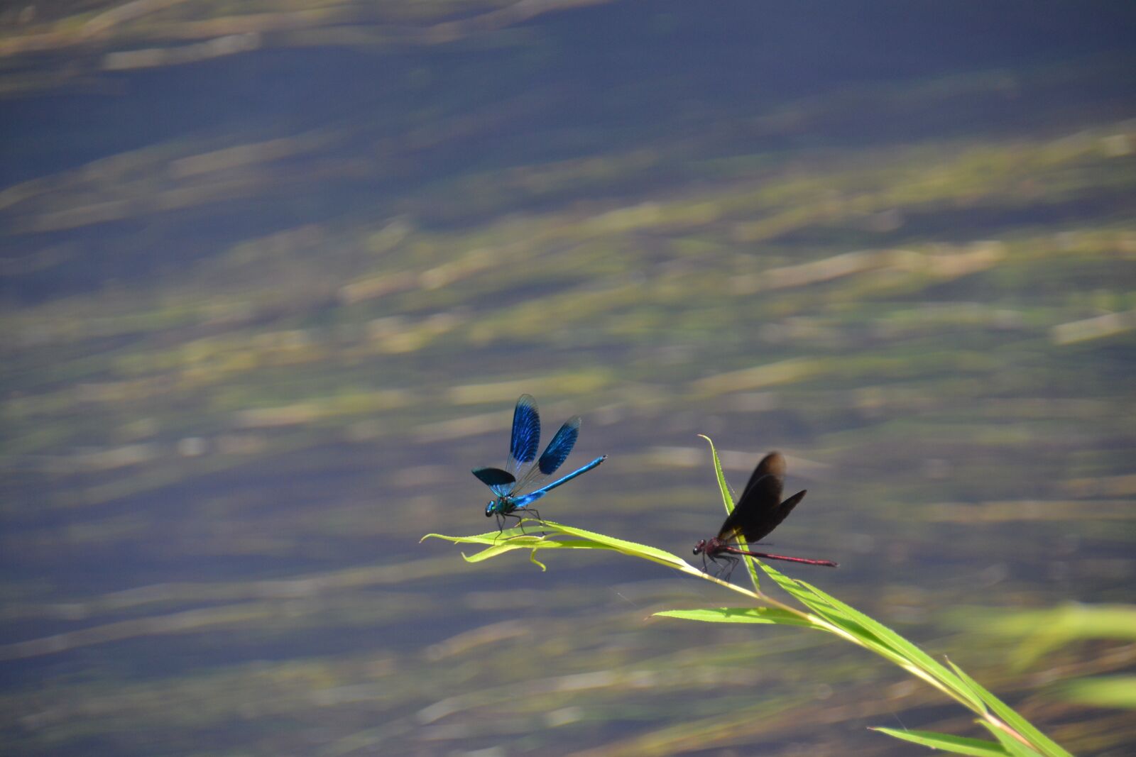 Nikon D3100 sample photo. Nature, water, landscape photography