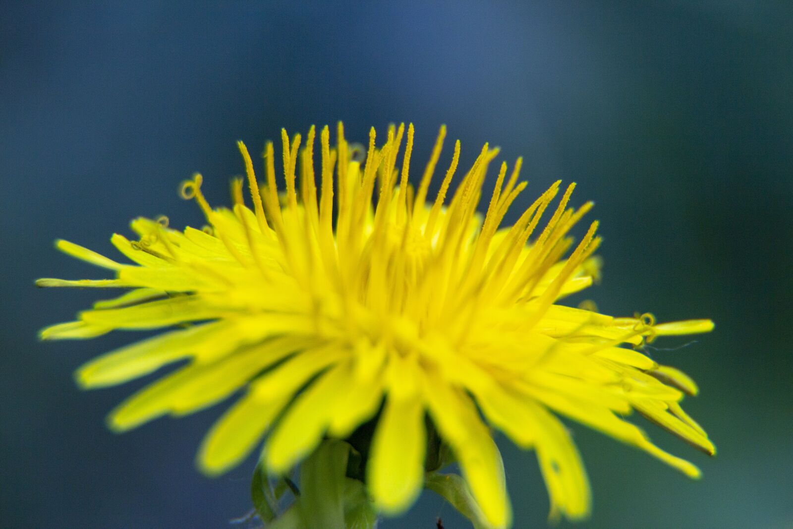 Canon EOS 600D (Rebel EOS T3i / EOS Kiss X5) sample photo. Dandelion, pupava, nature photography