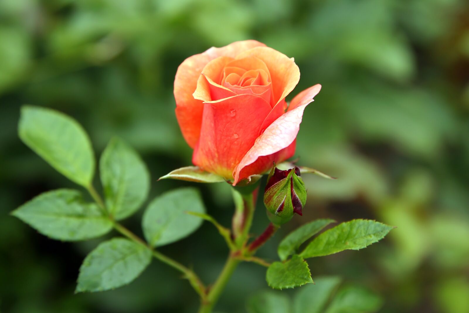 Canon EF 24-70mm F2.8L II USM sample photo. Red, summer, flower photography