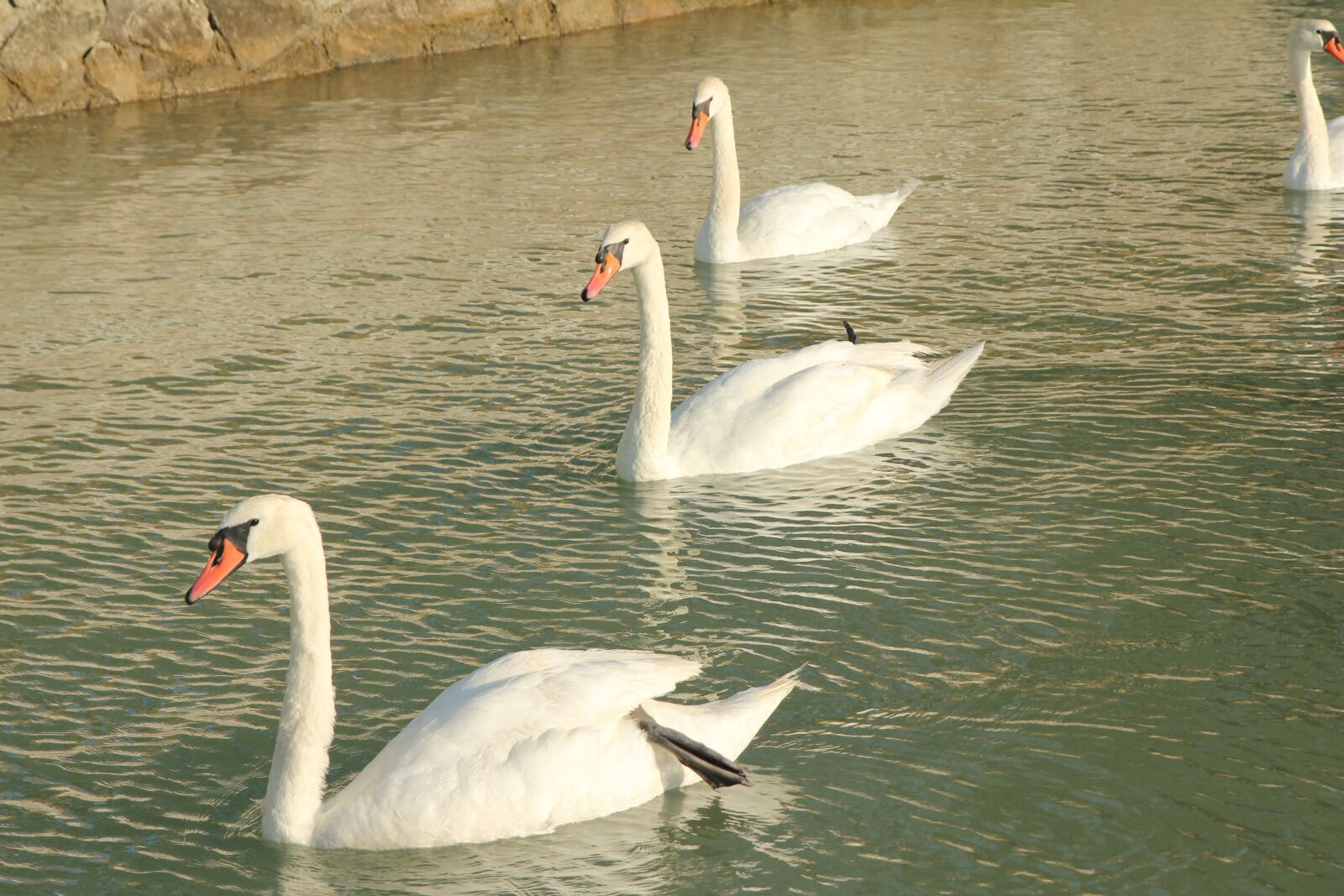 Canon EOS 550D (EOS Rebel T2i / EOS Kiss X4) sample photo. Swans, lake, water bird photography
