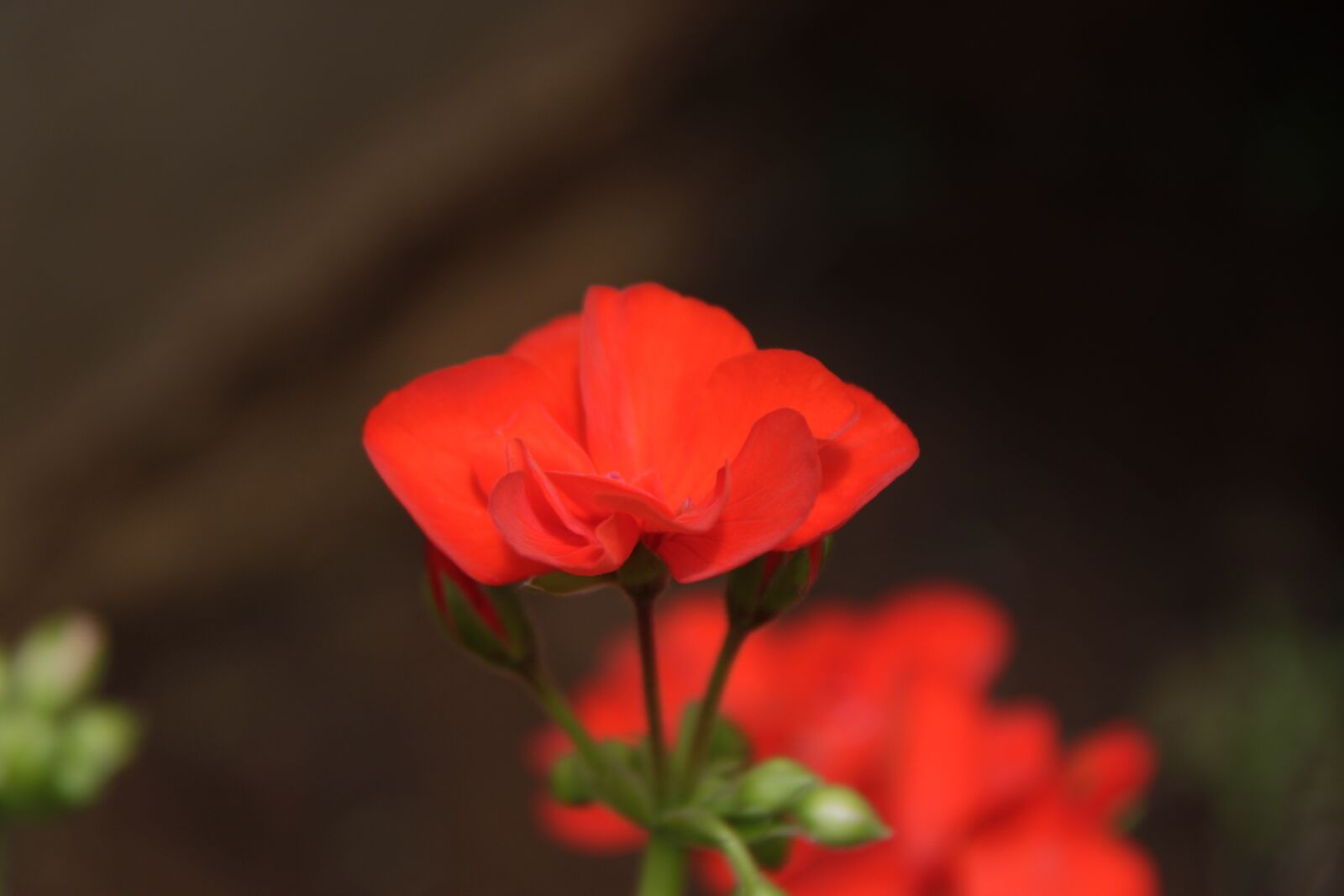 Canon EOS 500D (EOS Rebel T1i / EOS Kiss X3) sample photo. Flowers, color, beauty photography