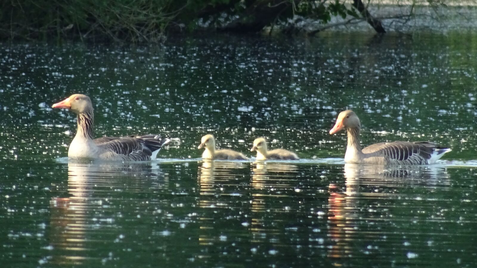 Sony DSC-HX60 sample photo. Bird, family, geese photography