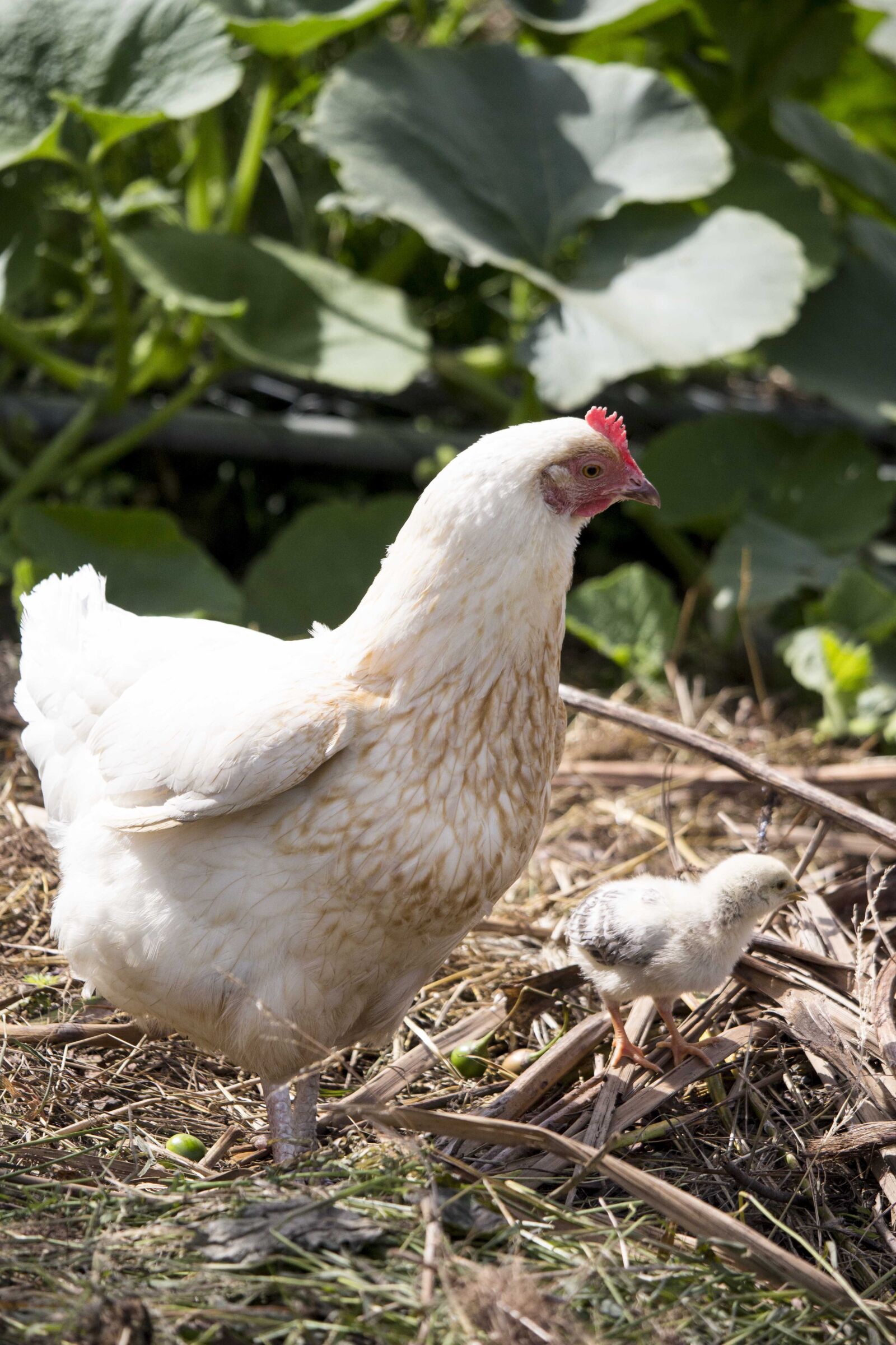 Canon EF-S 55-250mm F4-5.6 IS STM sample photo. Chicken, hen, mother photography