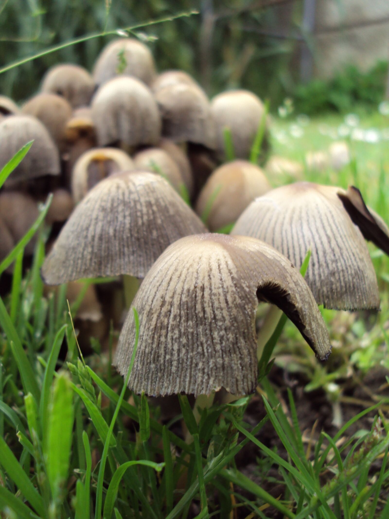 Sony Cyber-shot DSC-S930 sample photo. Mushroom, fungi, nature photography