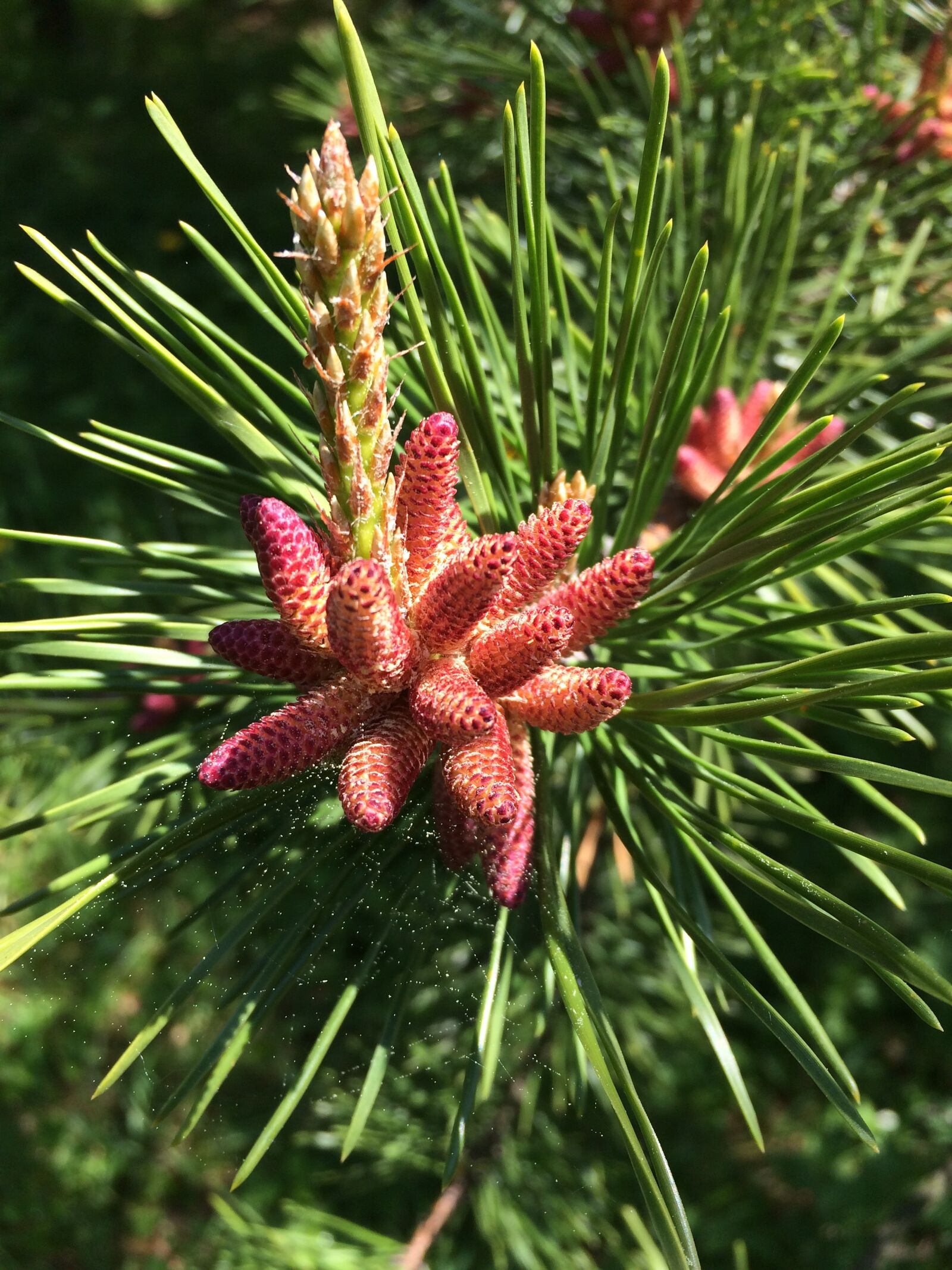 iPhone 5s back camera 4.15mm f/2.2 sample photo. Pine, cone, evergreen tree photography