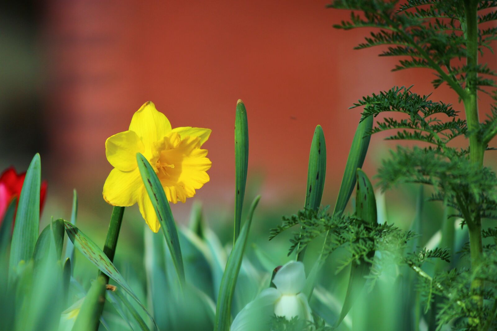 Canon EOS 600D (Rebel EOS T3i / EOS Kiss X5) sample photo. Flower, nature, plant photography