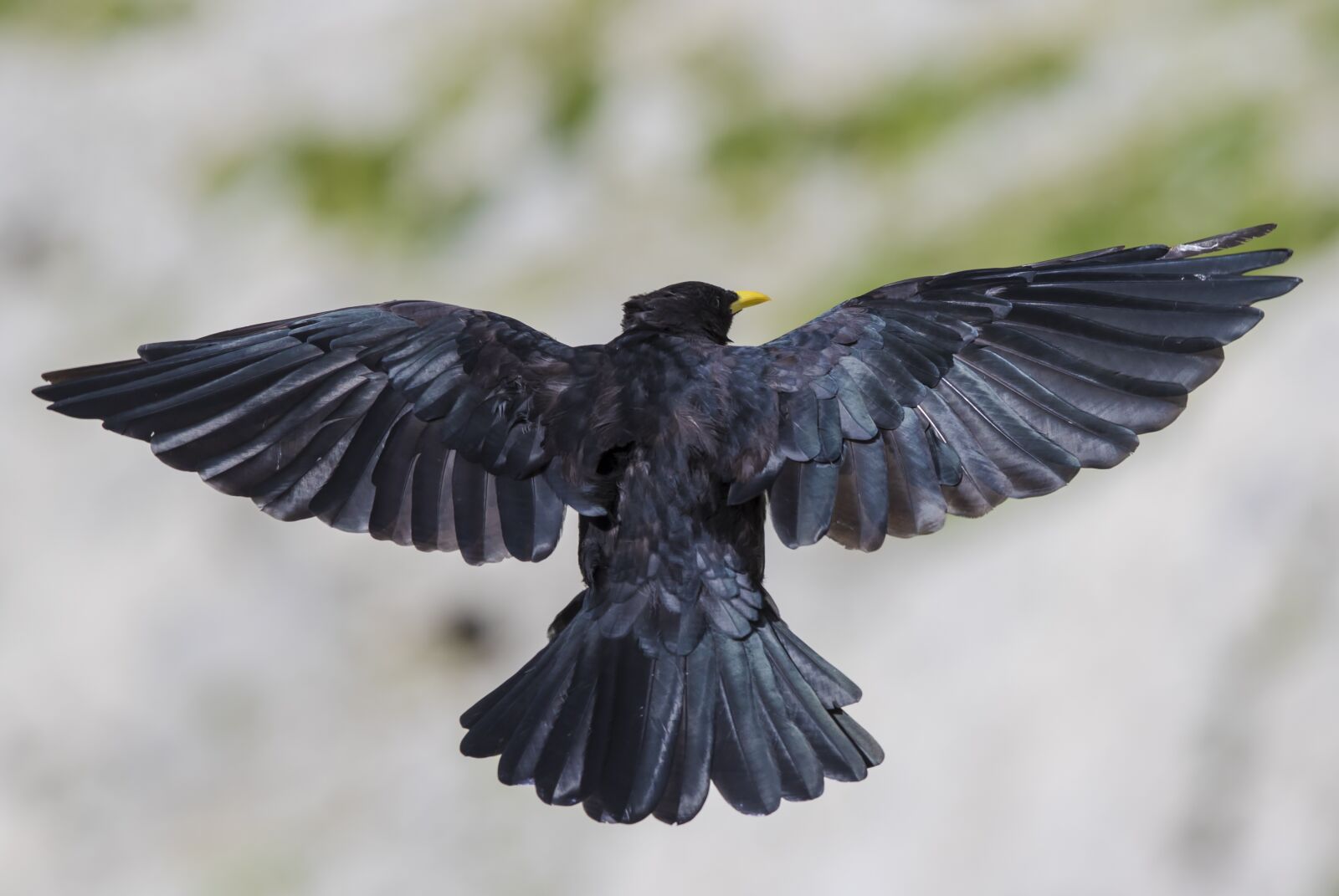 Canon EF 300mm F2.8L IS USM sample photo. Chough, mountain jackdaw, feather photography