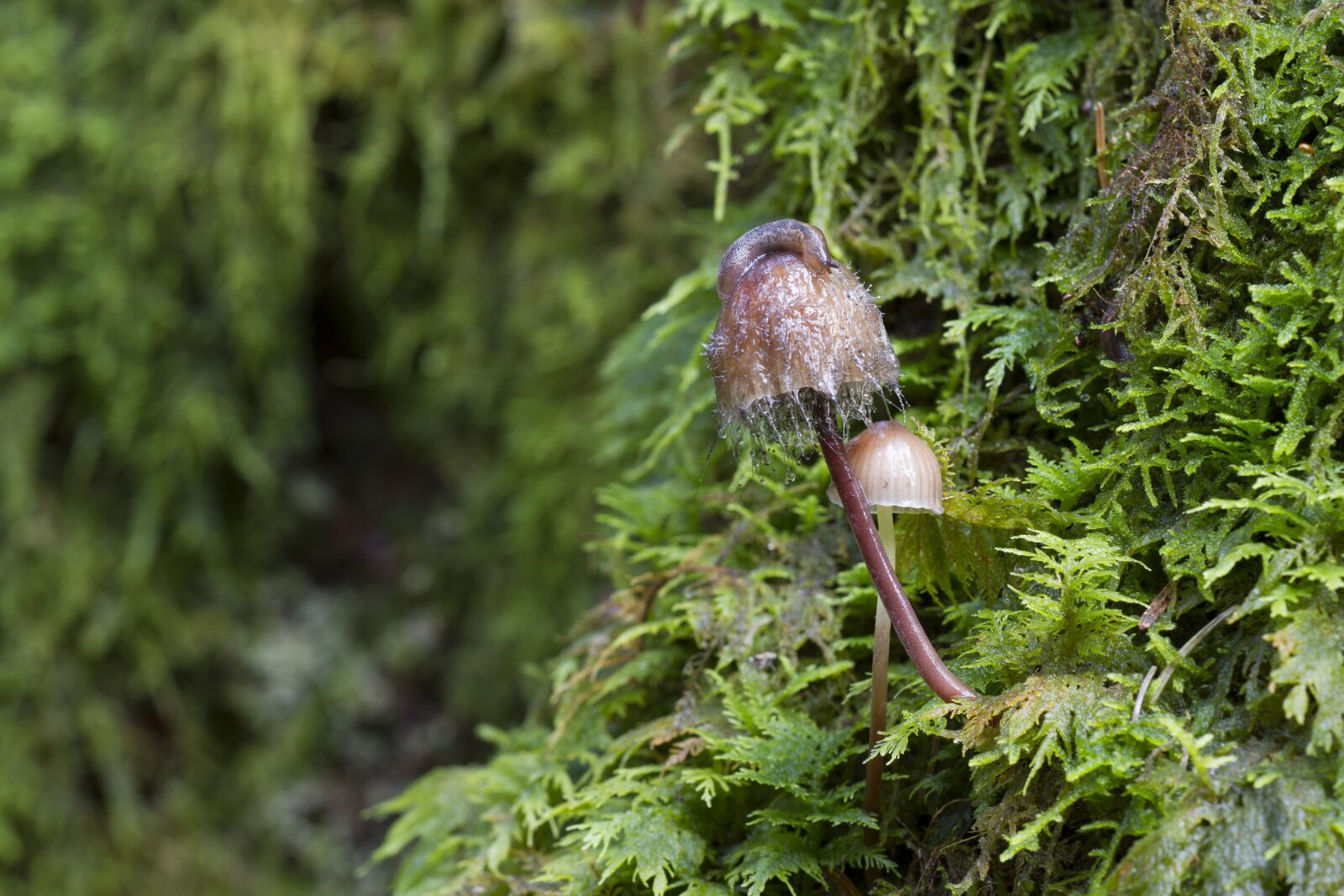 Canon EOS 7D sample photo. Mushroom, moss, snail photography