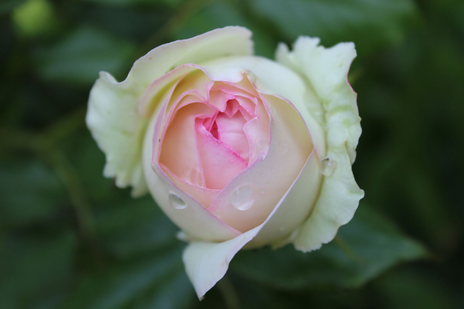 Canon EOS 600D (Rebel EOS T3i / EOS Kiss X5) sample photo. Rosebud, white rose, nature photography