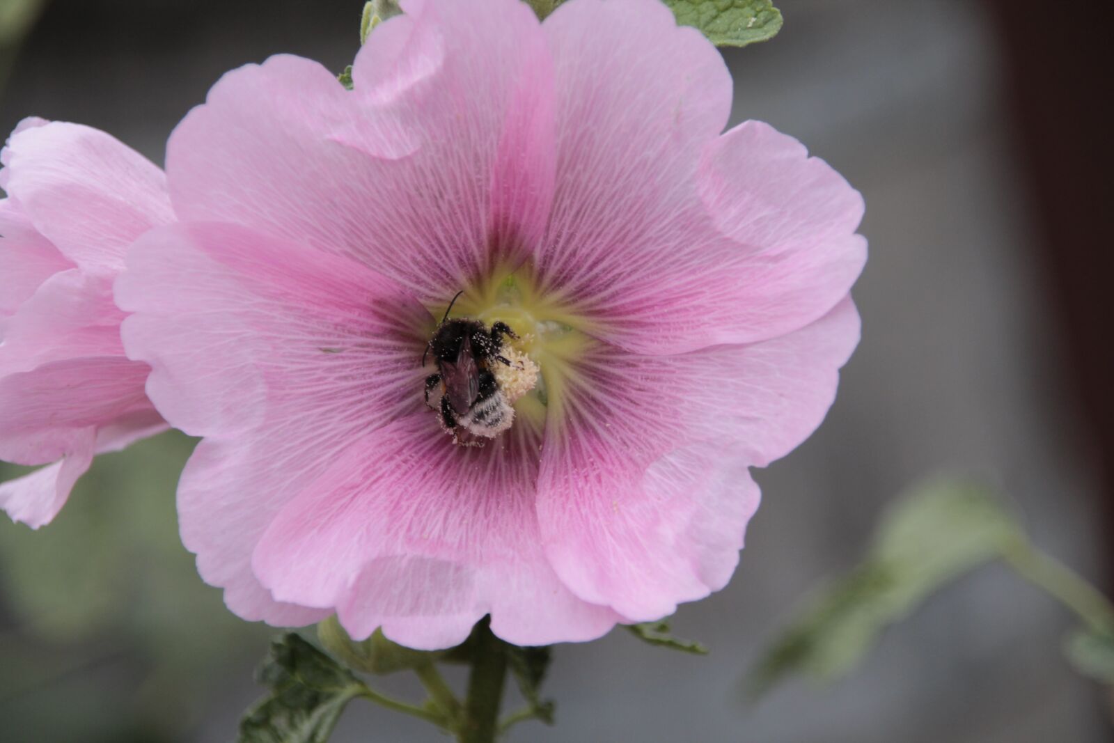 Canon EOS 1100D (EOS Rebel T3 / EOS Kiss X50) sample photo. Flower, hummel, animal photography