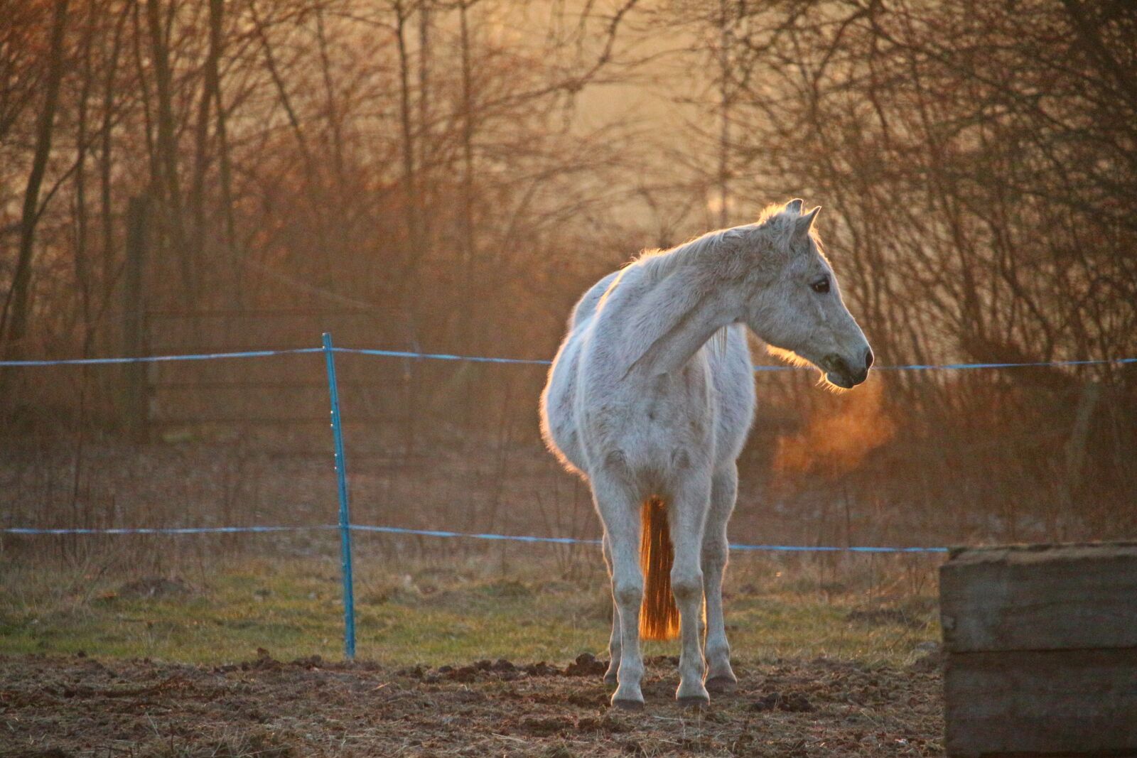 Canon EOS 100D (EOS Rebel SL1 / EOS Kiss X7) sample photo. Horse, mold, pasture photography